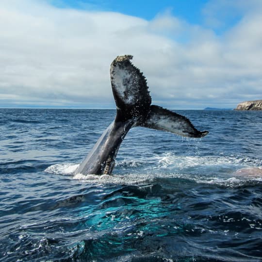 Only in Newfoundland and Labrador would a whale tell you all about themself. Now, one photo can unlock their name, their story, and a chance for you to add your chapter.