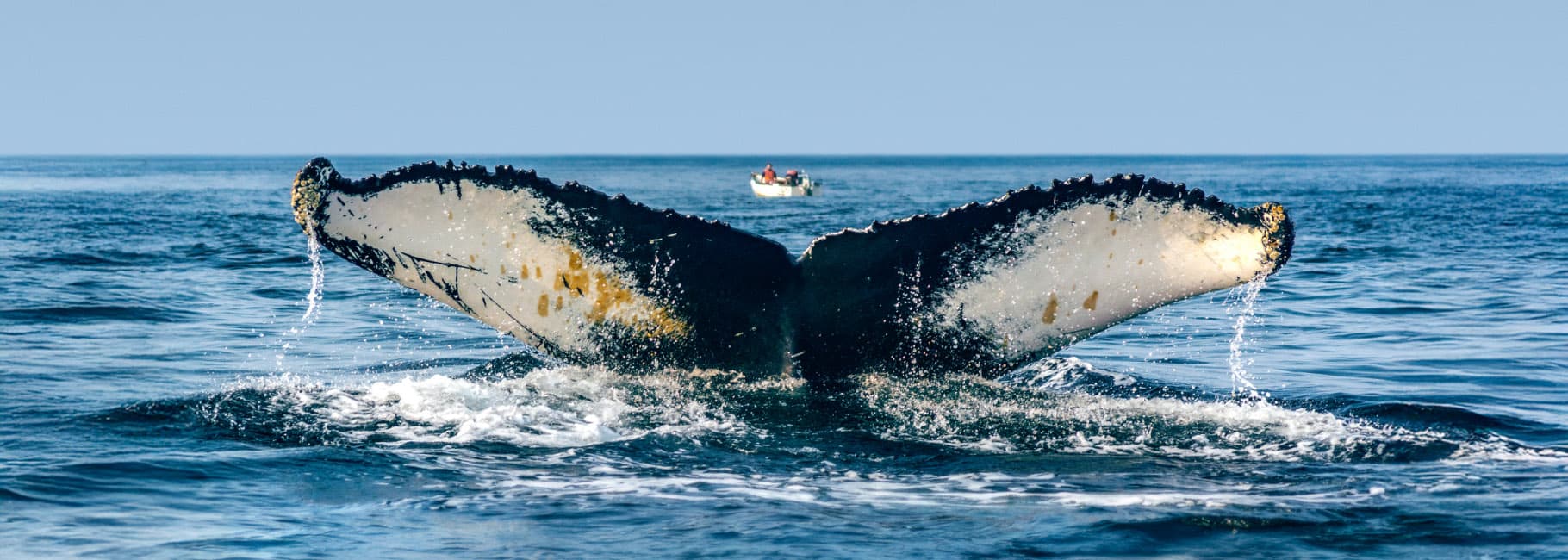 NewfoundlandLabrador.com Image