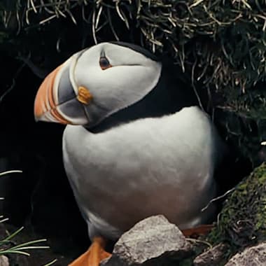 A field of icebergs. Puffins at play. And whales by the thousands. This is Newfoundland and Labrador in bloom.