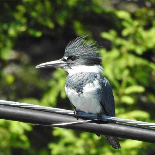 Birding in Central Newfoundland