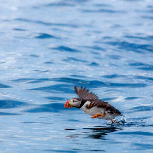 Here, in the aptly named Seabird Capital of North America, binoculars are not required but wide brimmed hats are strongly recommended. Find out which hotspots are best for ornithology enthusiasts.