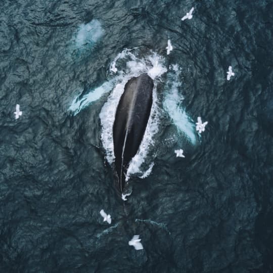 These gentle giants pass by here every year. By the thousands. And they’re right here, waiting to perform just for you. Of course, showtimes may vary.