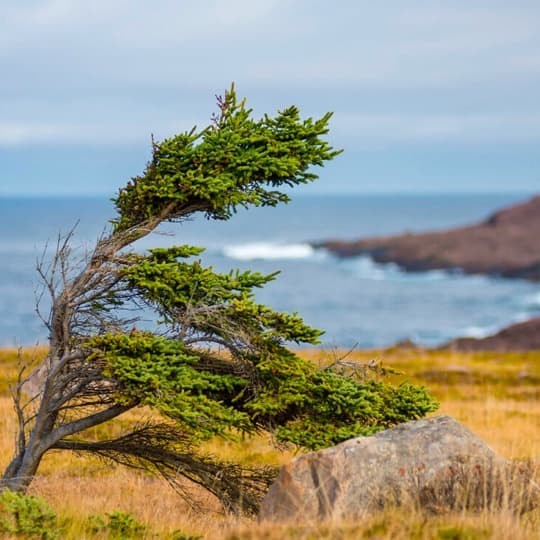 As you explore the province, chances are you’ll glimpse row after row of tuckamore trees. Strong, resilient, tough, and proud – they withstand the test of time. Just like the people around here.