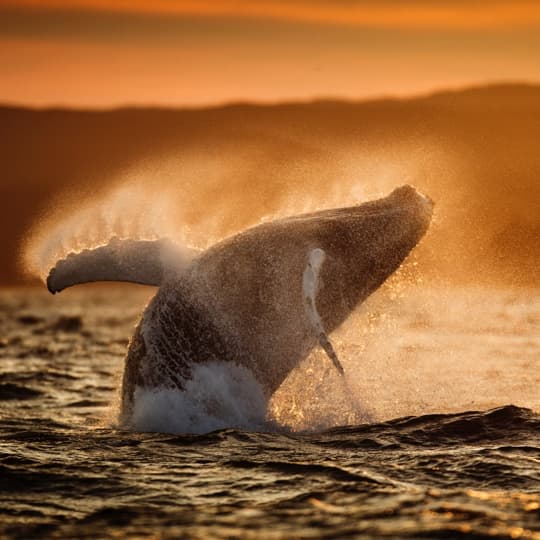 Come face-to-face with nature’s own gentle giants. Several species of whales make their way here every year during the summer months to play, feed, and people-watch.