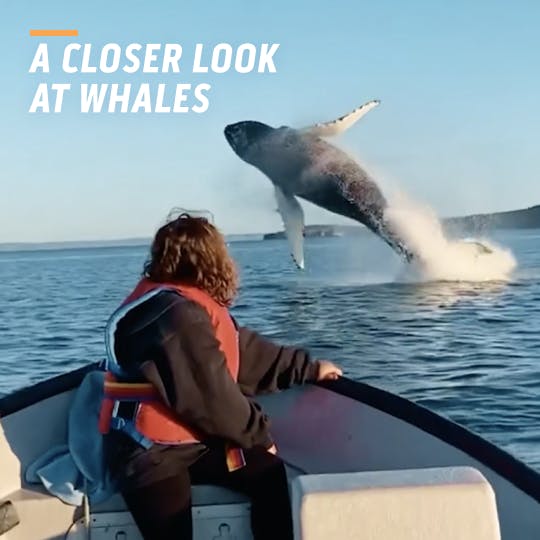 Join Seamus on a deep dive into the wonderful world of whale watching.
