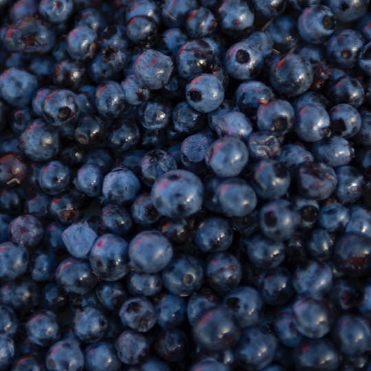 There’s never a shortage of wild berries to be found amid our bogs and barrens. Watch three generations pick blueberries and tell a few stories along the East Coast Trail.