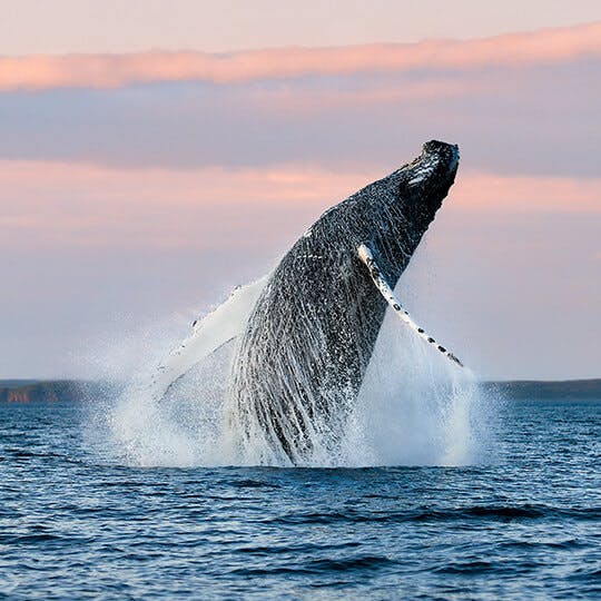 Catching a single glimpse of a whale is unforgettable. Lucky for you there are many ways to see them up close.