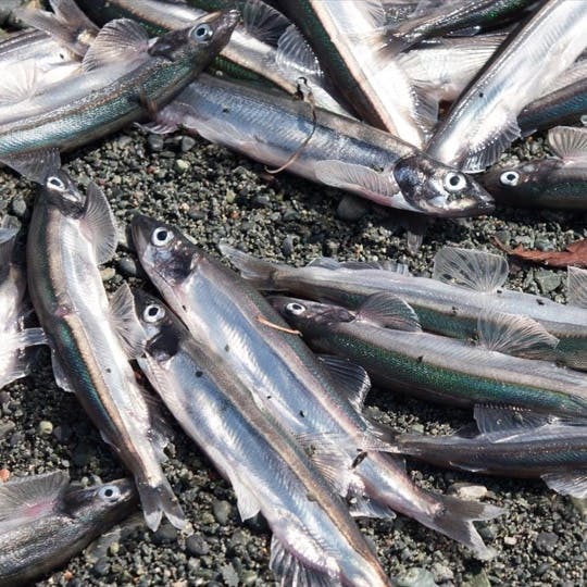 These tiny silver fish come to our beaches every year to spawn, and the ‘capelin roll’ is a bucket list experience. An event that is as unusual as it is unpredictable.