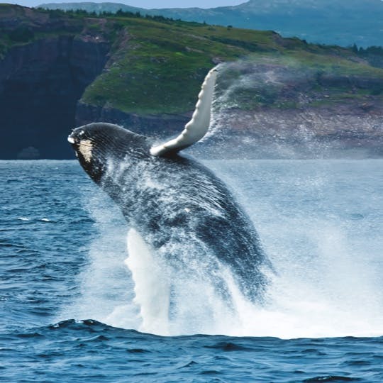 Whales certainly know how to put on a show. And we’re giving you the inside scoop on their signature moves.
