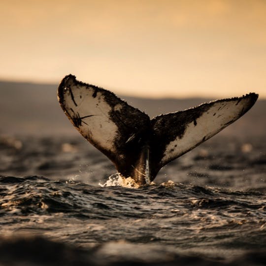 Every year, 22 different species of whales make their way to the province and put on a show for locals and tourists alike. Of course, showtimes may vary.