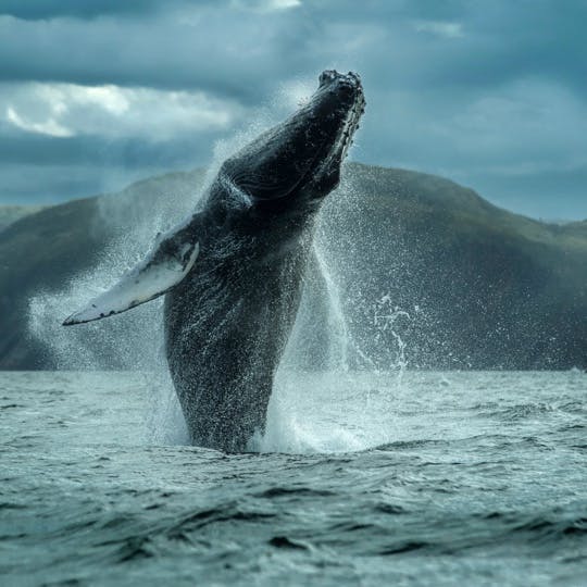 Every summer, thousands of whales visit our province. And still, catching sight of them never gets old. Hear first-hand accounts of some of the most surreal whale tales our locals have been lucky enough to witness.